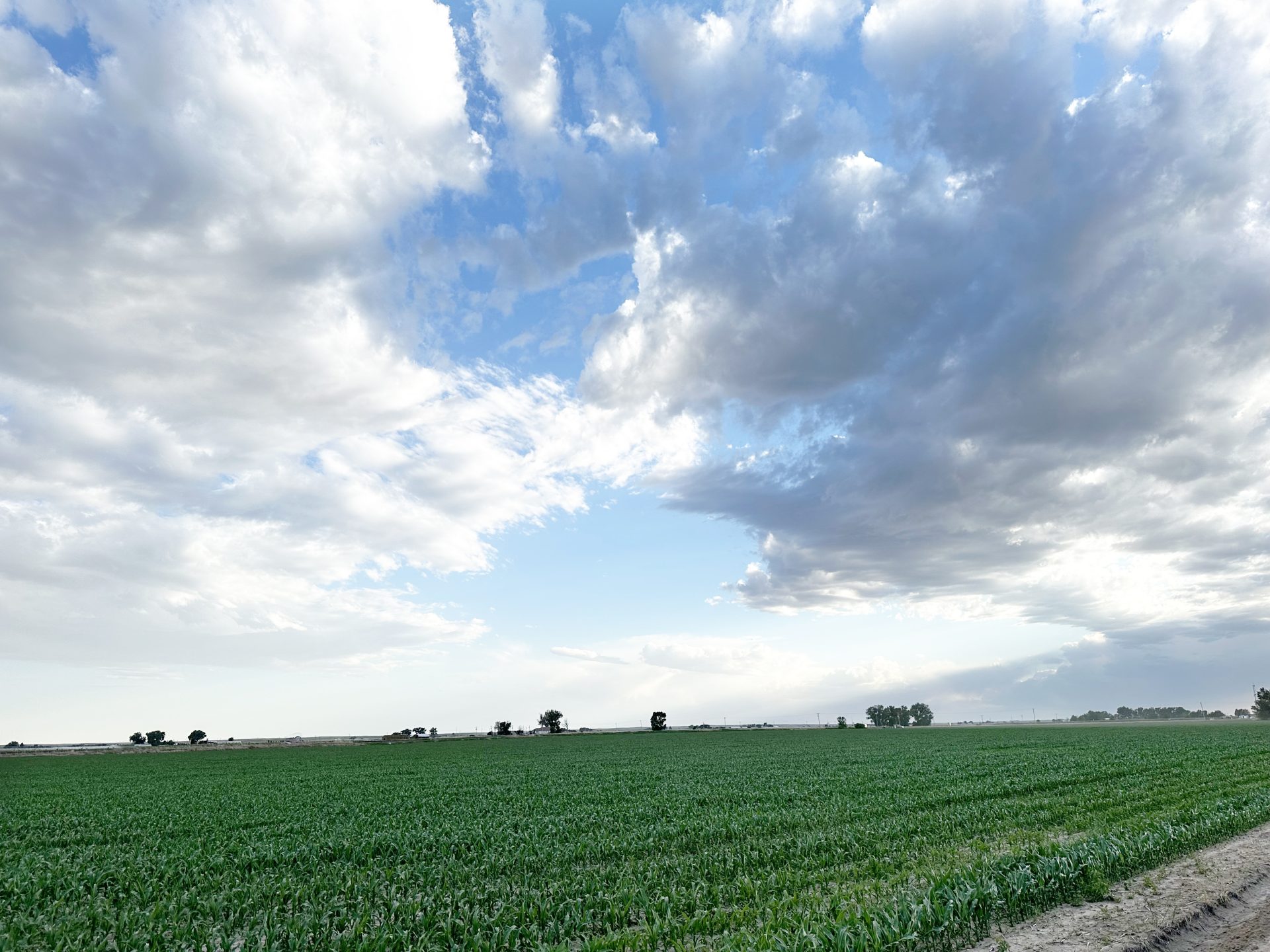 Fort Morgan Irrigated Farm